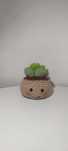 Cactus crosetat 10 cm x 9 cm