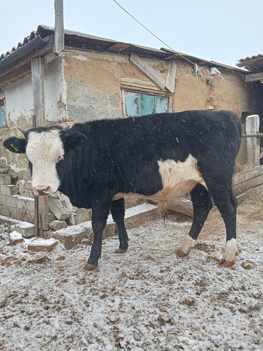 Бычок на согым упитанный.