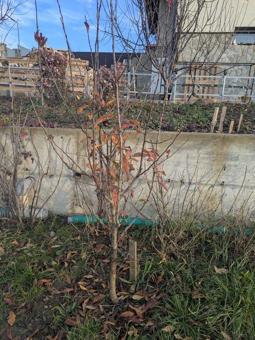 Moșmon altoit anul 5 pe rod