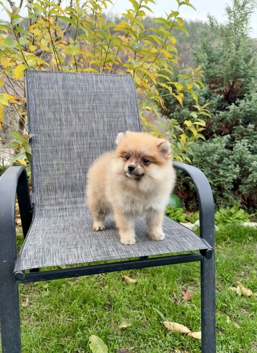 Померан момиче със втора ваксина.Померанче