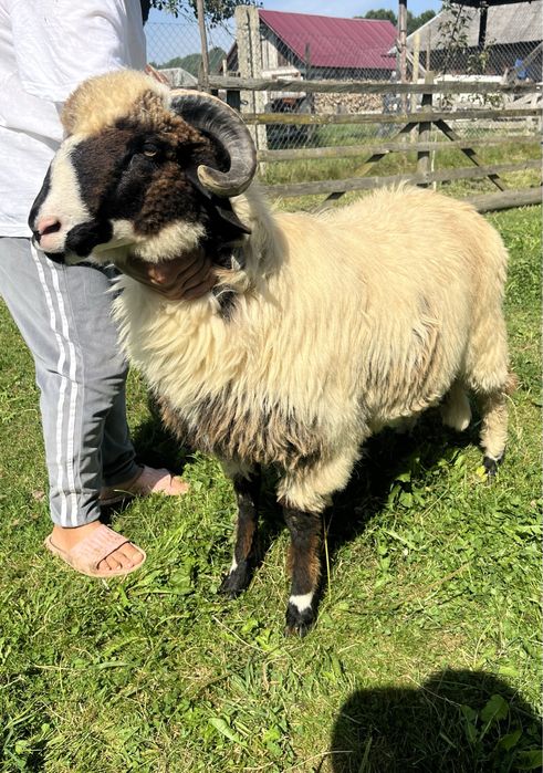 Berbecuț brez de vanzare