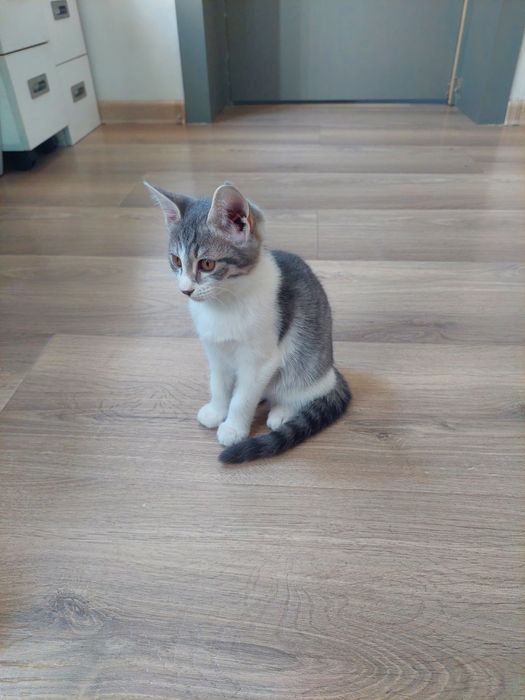 Котенок девочка Ташкент