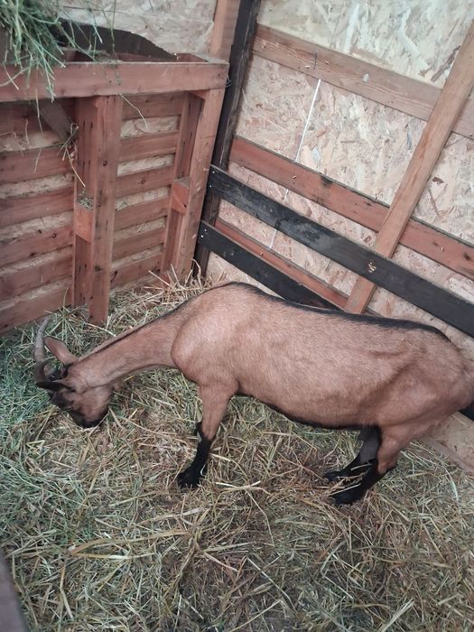 Capre si tapi de vanzare