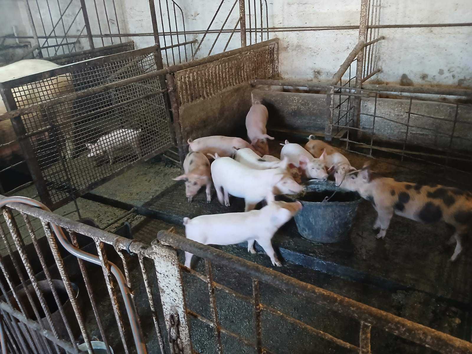Продавам прасенца