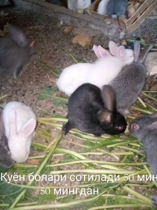 Quyon Sotiladi srochniy