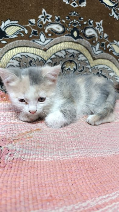 Отдам котят в добрые руки