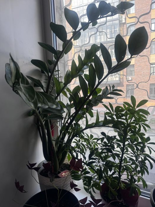 Замиакулькас долларовое дерево