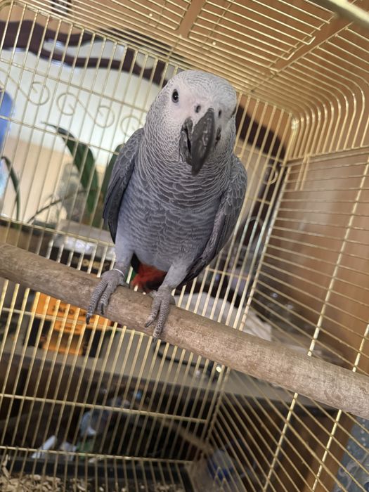 Jakolla sotiladi jojala 6 oyli qushla gapi bor ruchnoy qushla soglom.