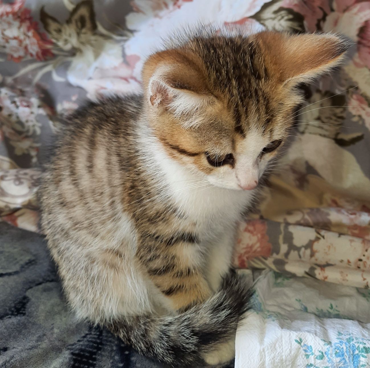 Котенок, ищет дом!!