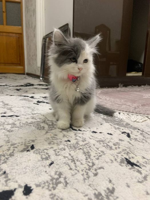 Продаётся кошка трёхмесячный порода норвежский лесной кошка  девочка .