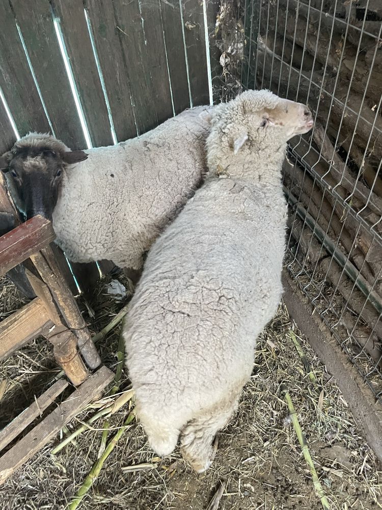 Oi de vanzare 9 milioane bucata negociabil