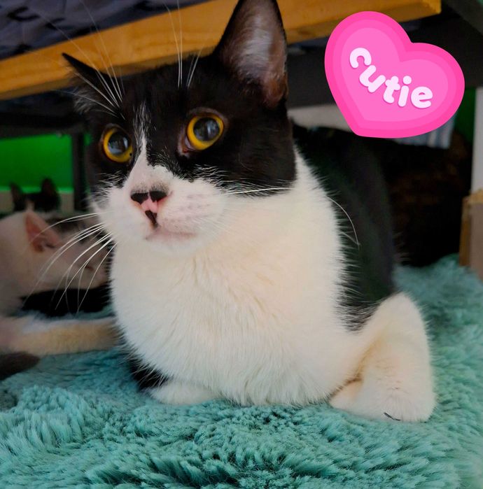 Adoptie pisica castrata Alb negru