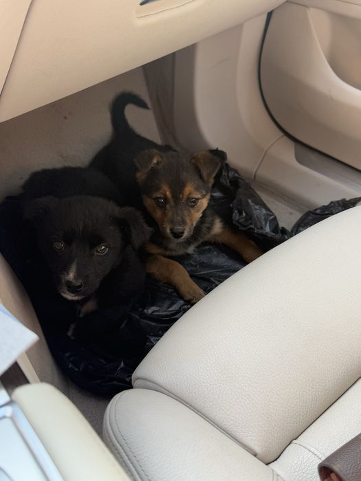 Donez pui de catel/ catelusi