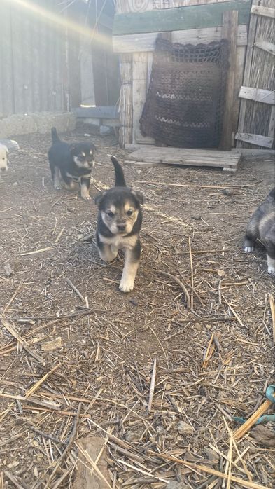 Төбеттің күшіктері сатылады