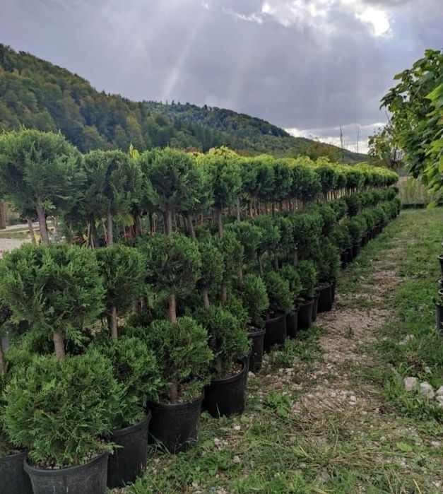 Tuia leylandii smarald spirale plante ornamentale
