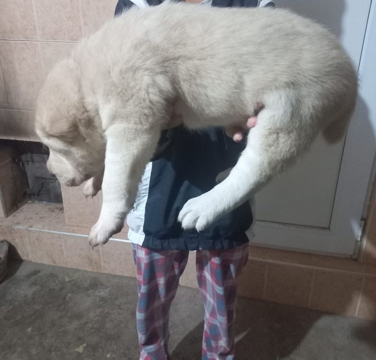 Ургашы кушик сатылады 1ай