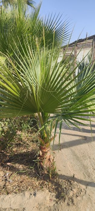 Palma kõchatlar sotuvda