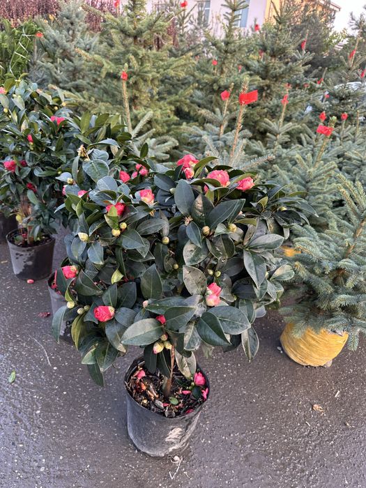 Xar xil turdagi archalar va gullar sotiladi