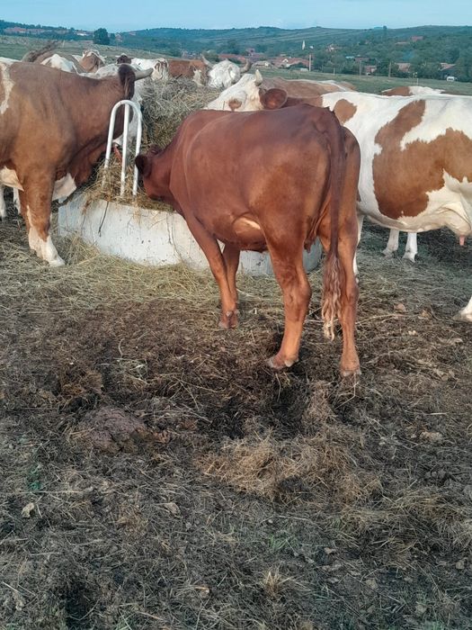 Vând 3 vaci și un tăurel angus
