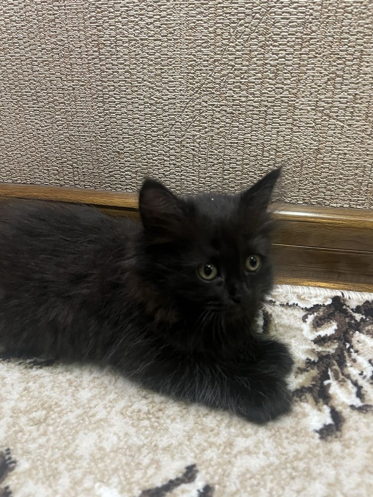 Продается котики игривые