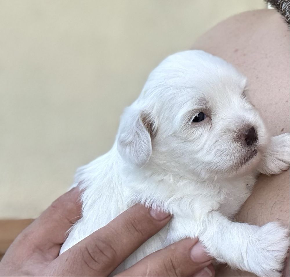 Vand puiuti bichon