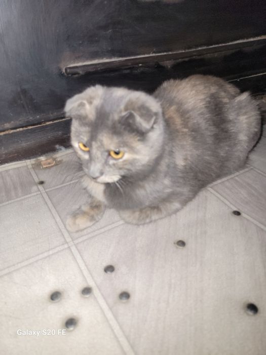 Бесплатно оддам хорошие рукий