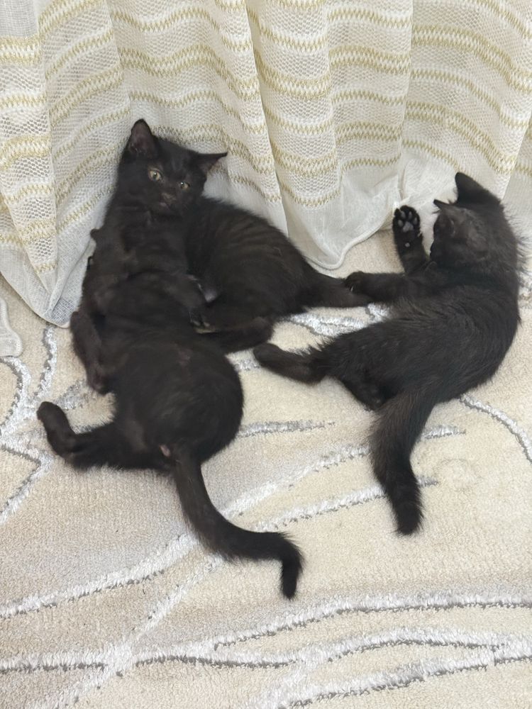 Отдам Котят Бесплатно