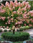 Hortensia Paniculata de tip Copăcel