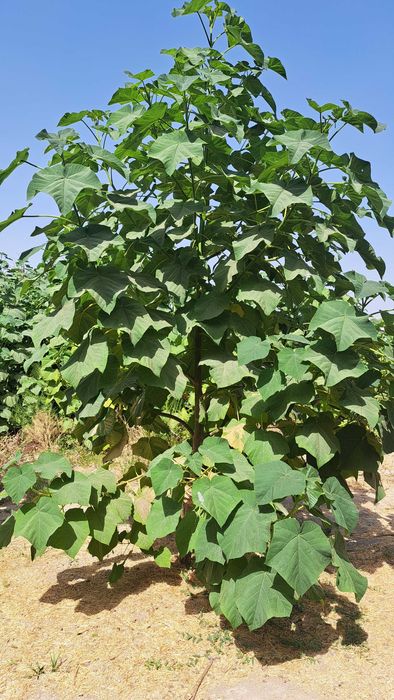 Павловния деревья сорта ФТЕ и М-1 здоровые крепкие в кол-ве более 2000