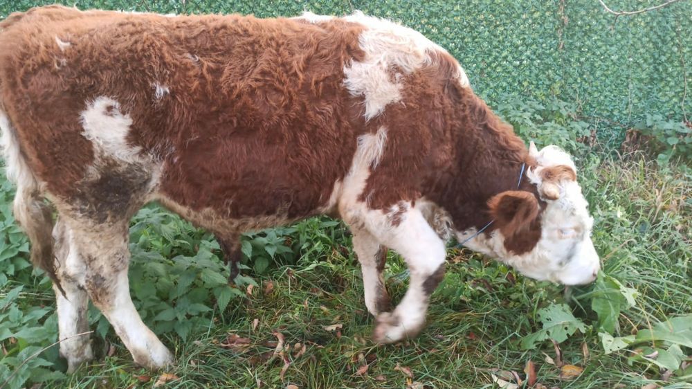 Vând tăuraș bun de montat vaci