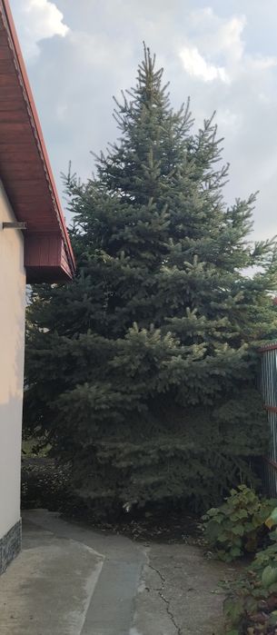 Cadou de Crăciun