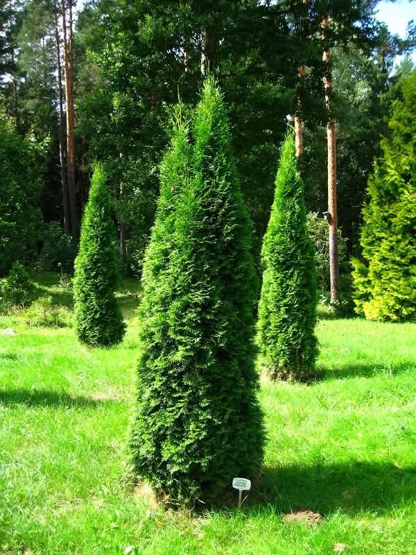 Vand plante ornamentale