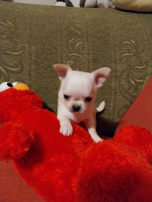 Свободни чихуахуа