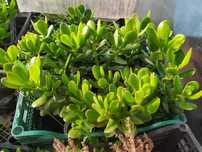 Дървото на живота (Crassula ovata), Лечебно каланхое и Лечебна Кализия