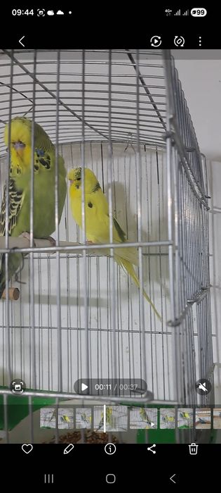 Ангоркалар сотилади