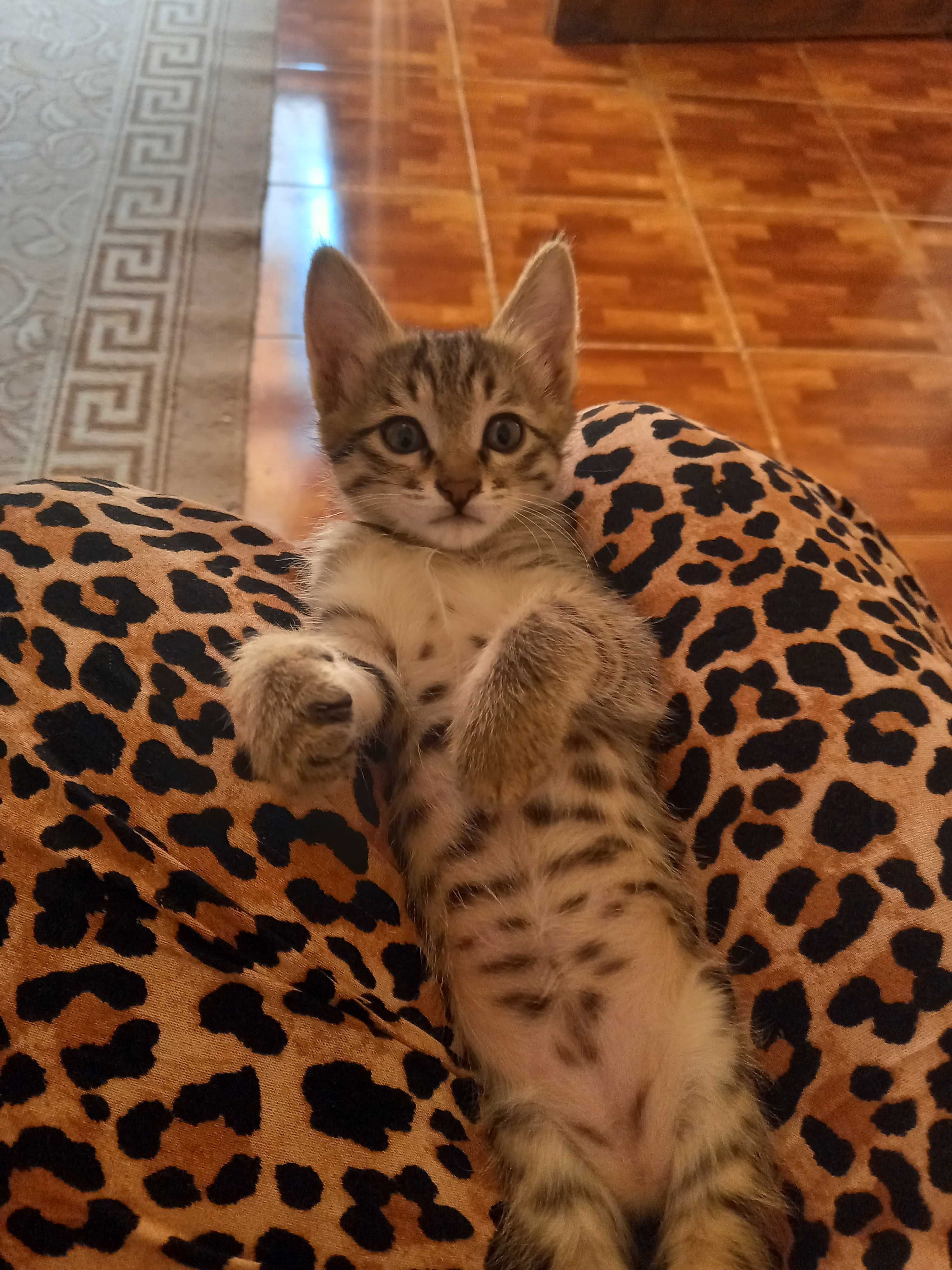 Котята в добрый руки