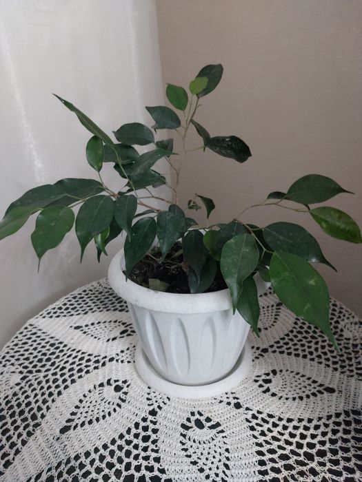 Фикус бенджамино,абутилоны разные цвета,фуксии,герани