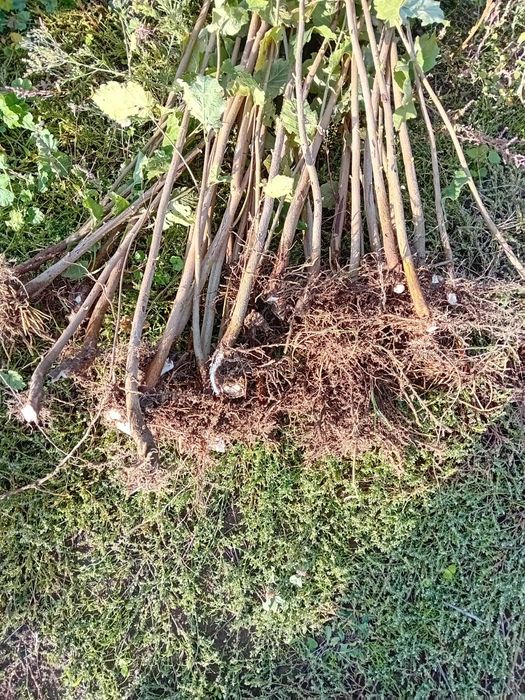 Puieti de alun . Marcote certificate