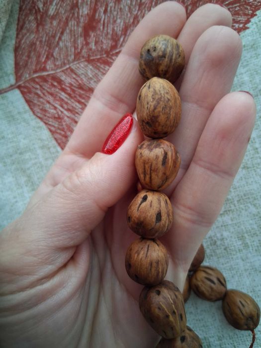 Бровница Дълголетие