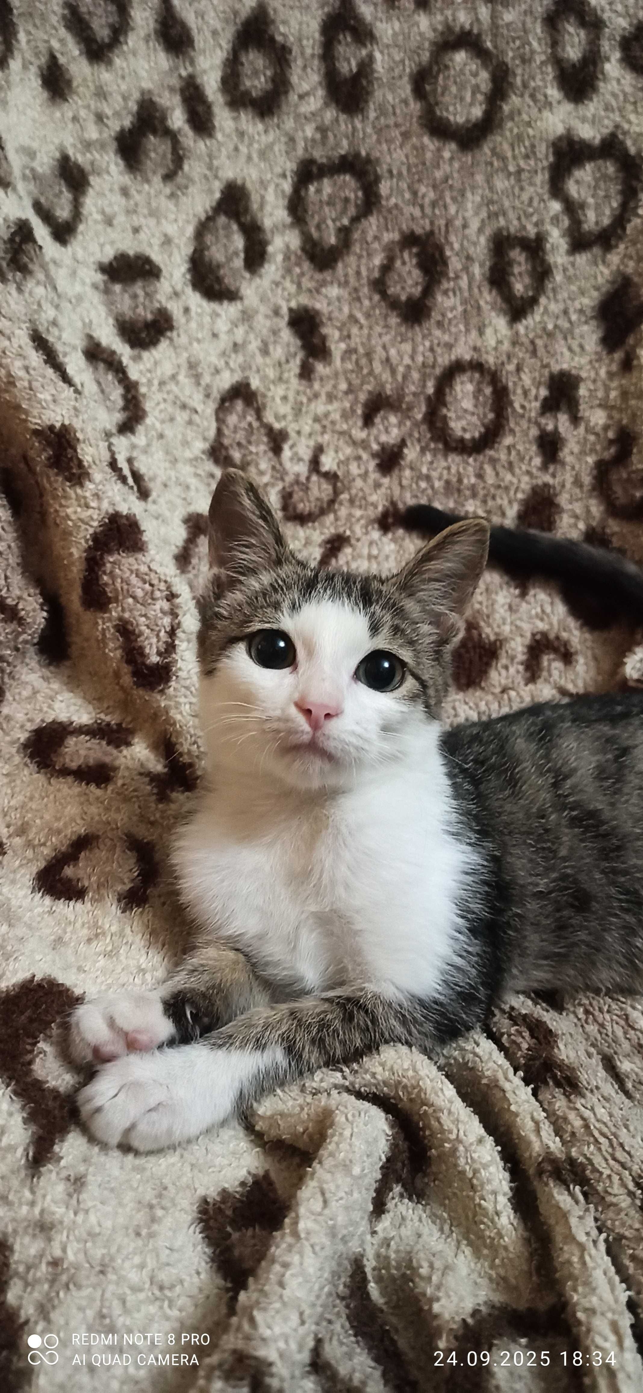 Котенок 3 месяца ищет дом и заботливые руки.
