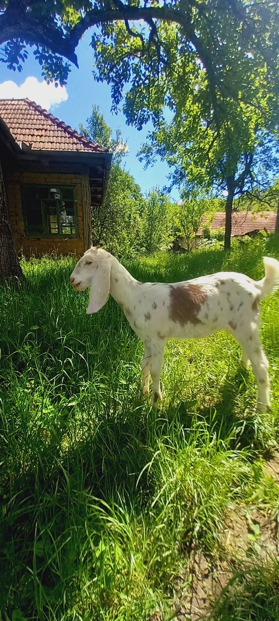 Vand iade si tapici anglonubieni