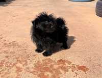 URGENT DONEZ Bichon negru