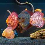 Профессиональная чистка аквариума Aqua life