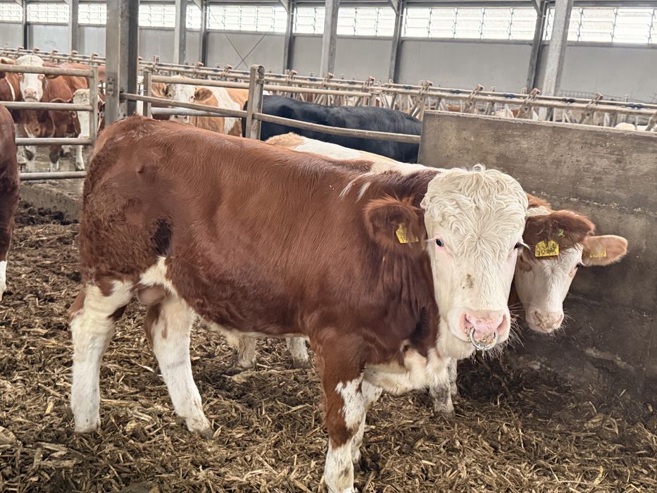 Taur reproductie cu C.Z.