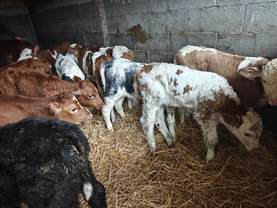 Vand taurasi si vitele