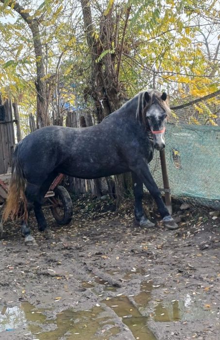 De vânzare iapă învârstă de patru ani foarte cuminte și curată pe pici