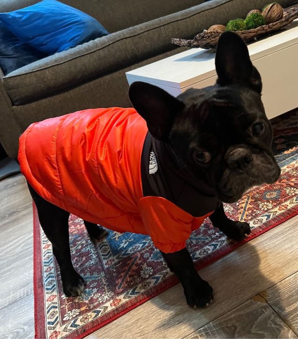 Яке за куче подобно the north face