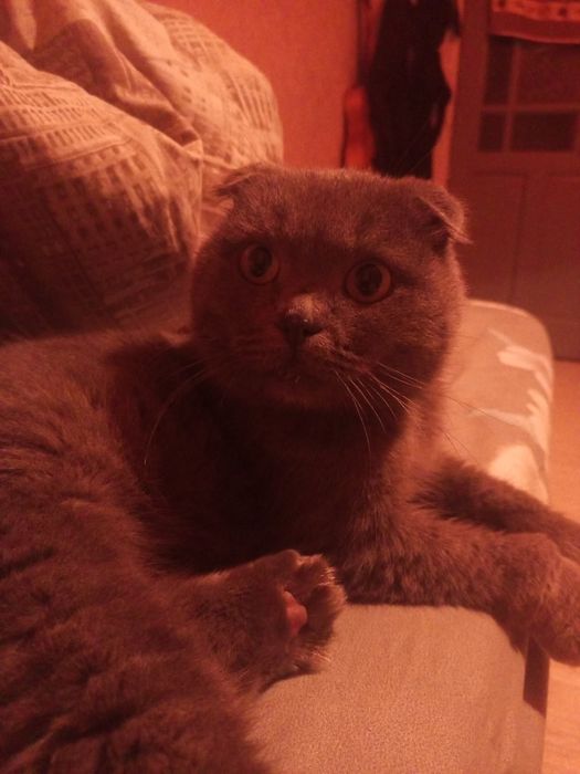 Шотландский вислоухий котик