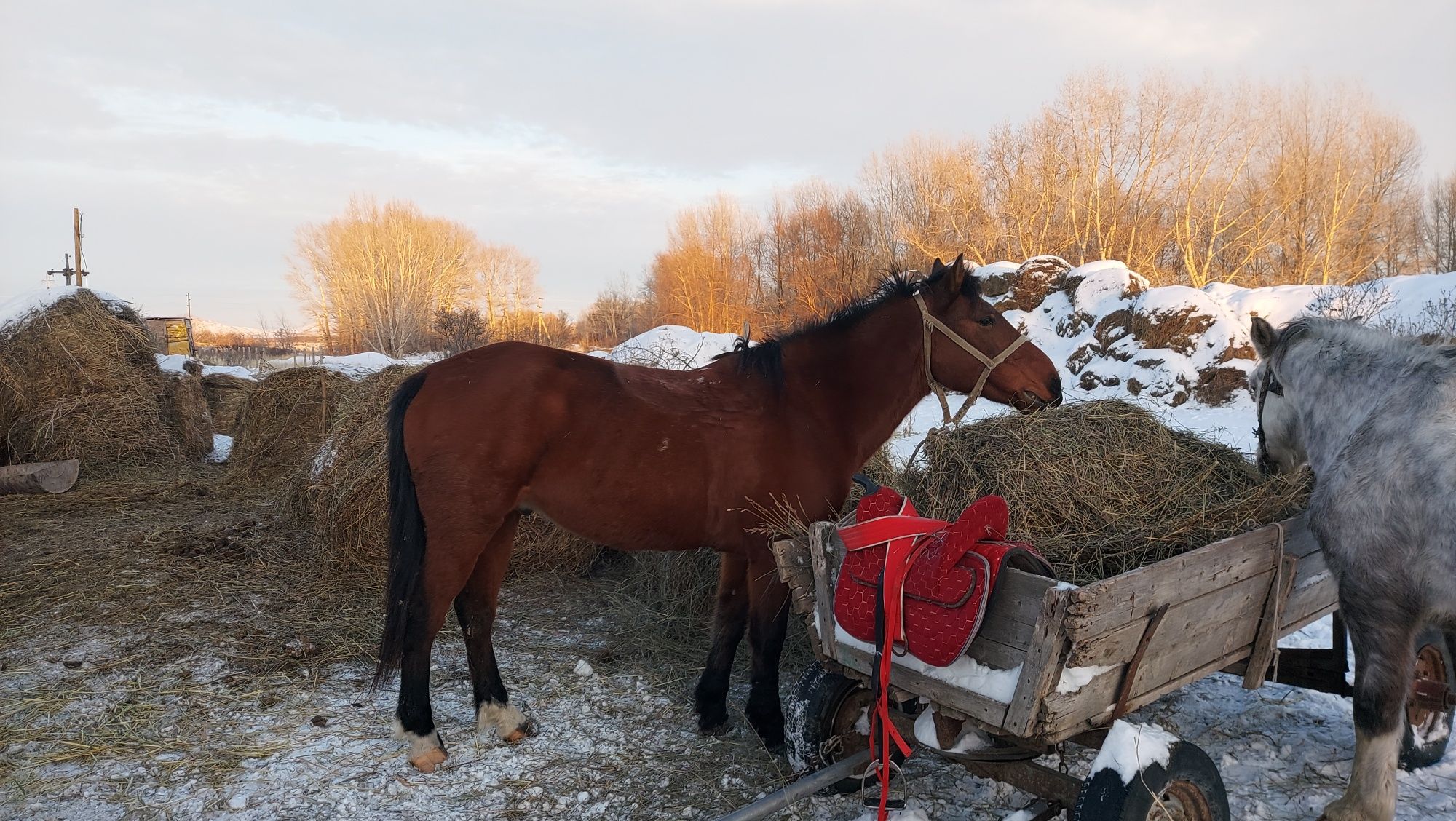 Продам мерина 8 лет