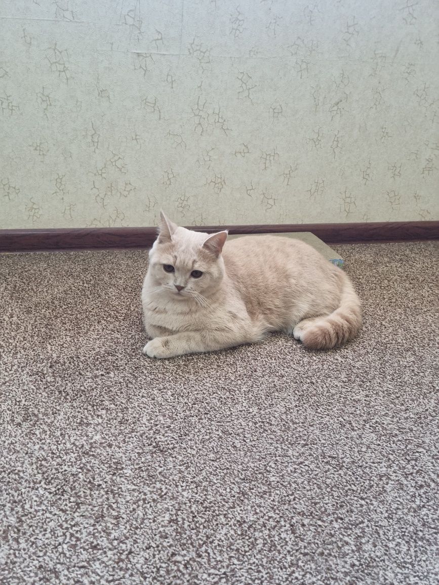 Кота на вязку! Скоттиш Страйт